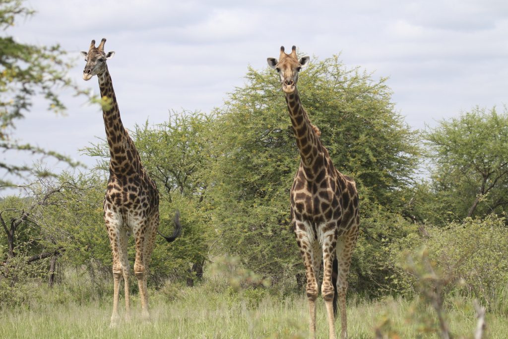 Wildlife Den – South African Wildlife Photography » Giraffe
